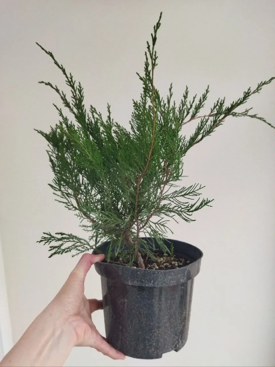 Можжевельник казацкий