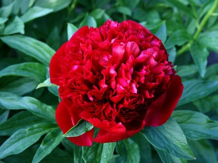 Пион межвидовой гибрид Red Charm(14815)