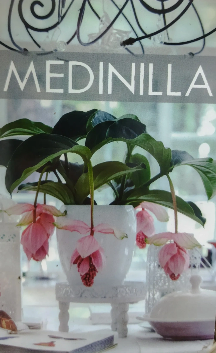 Мединилла