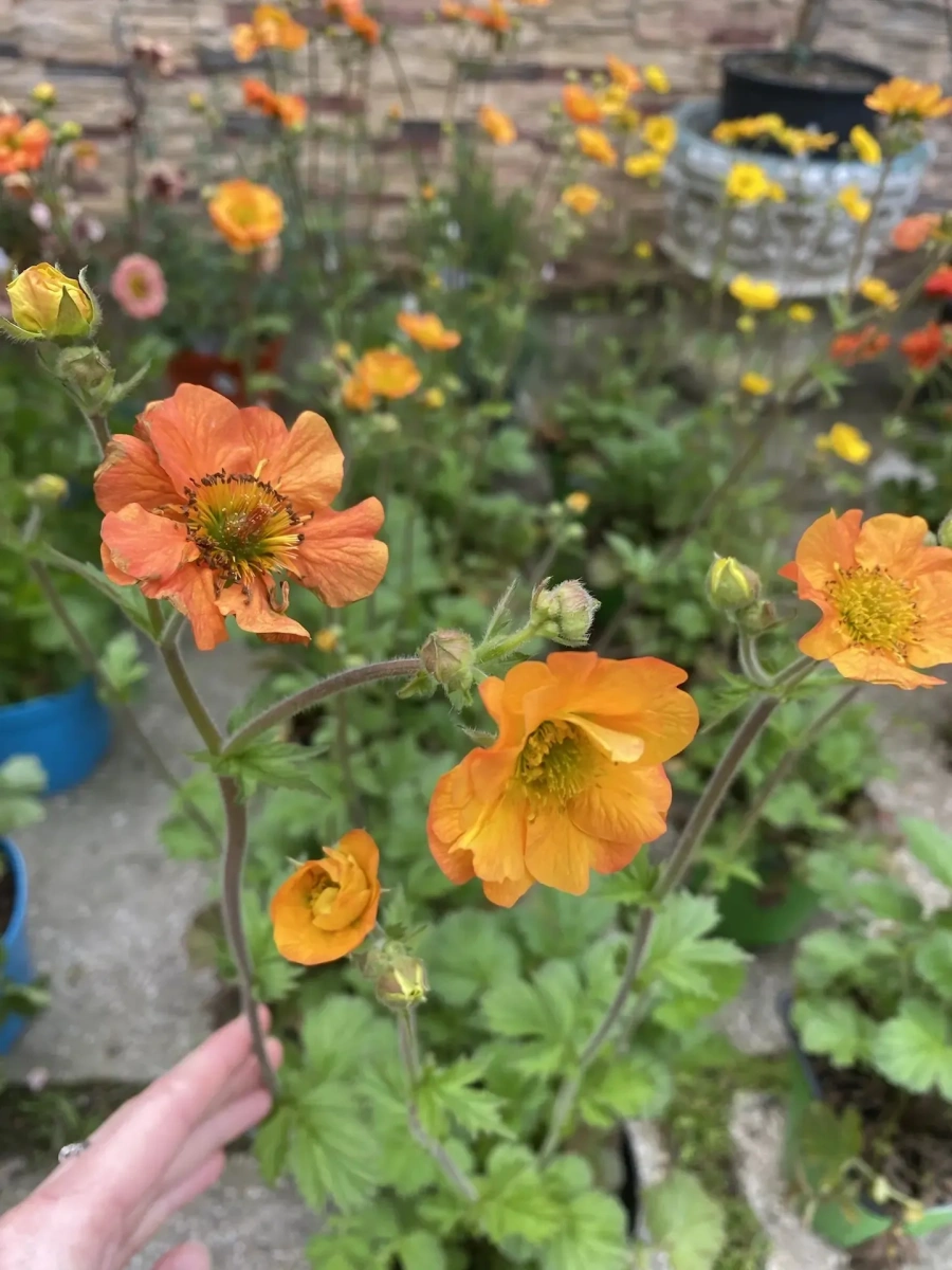 Гравилат Totally Tangerine