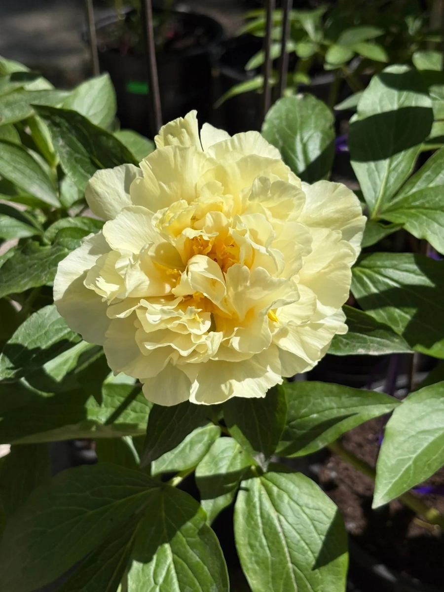 Пион Sunny Girl межвидовой гибрид(434)