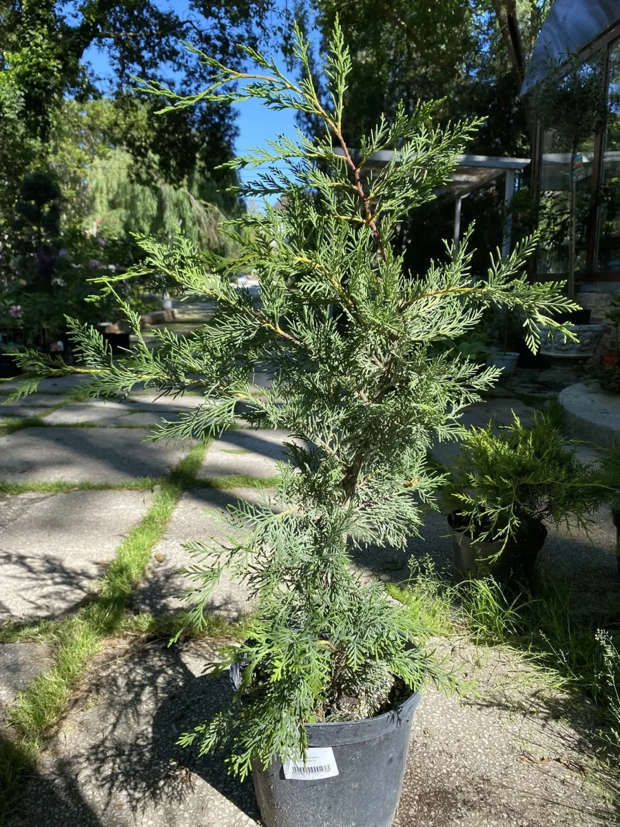 Купрессоципарис Лейланда Купрессоципарис Лейланда