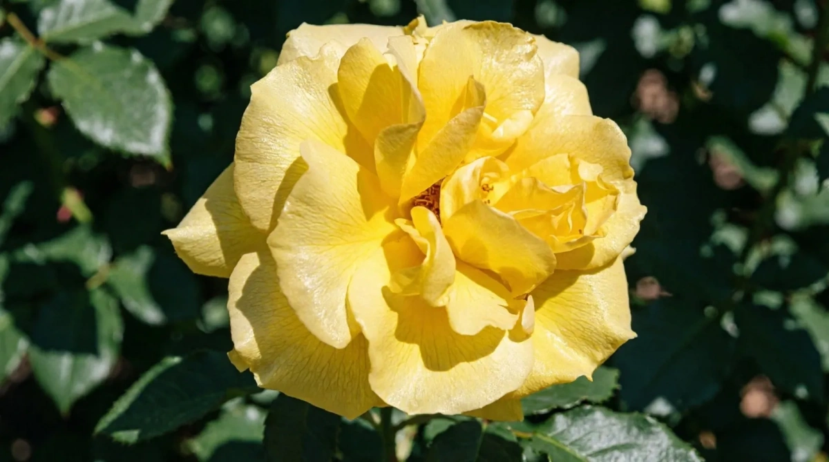Роза флорибунда Friesia