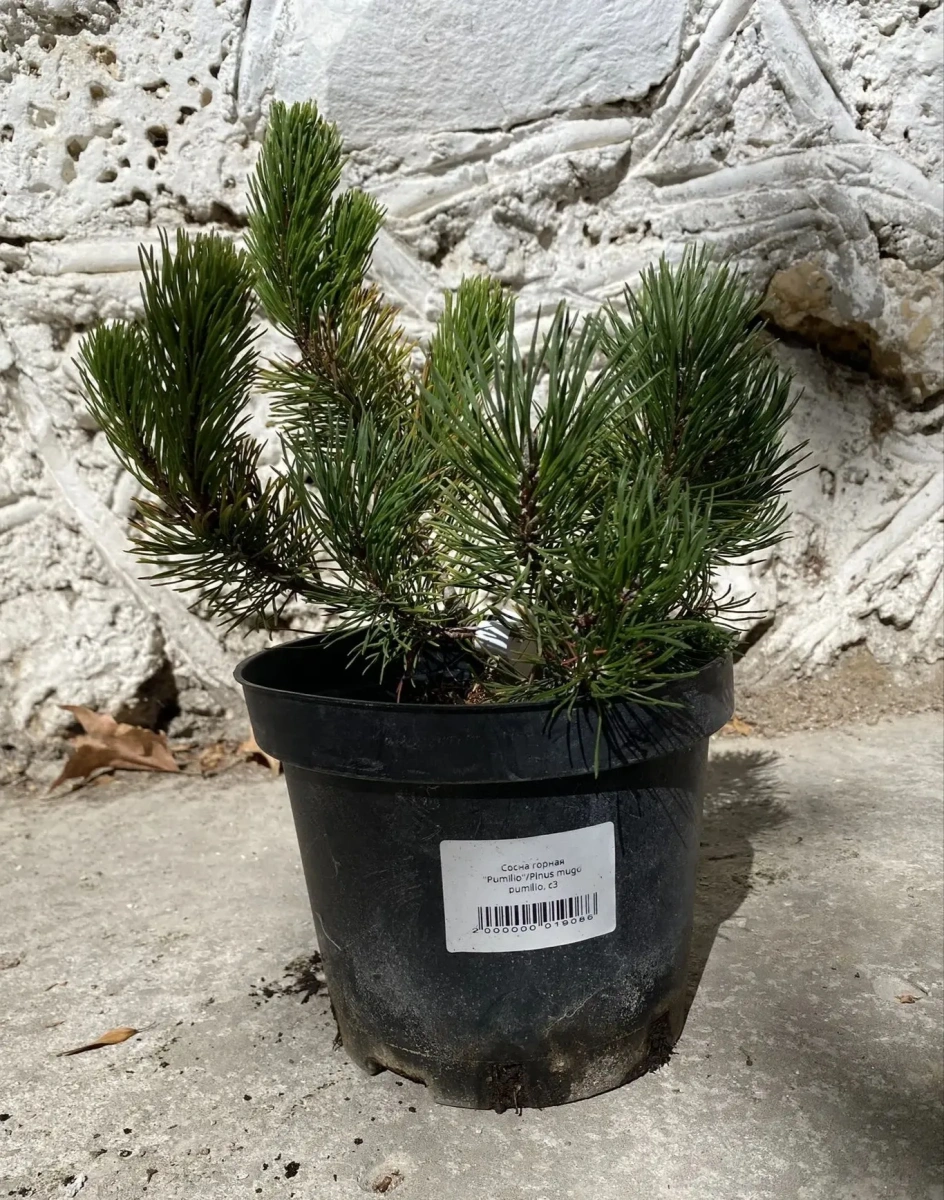 Сосна горная Pumillio Сосна горная Pumillio