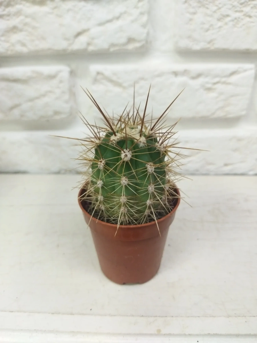 Эхинопсис Echinopsis candicans