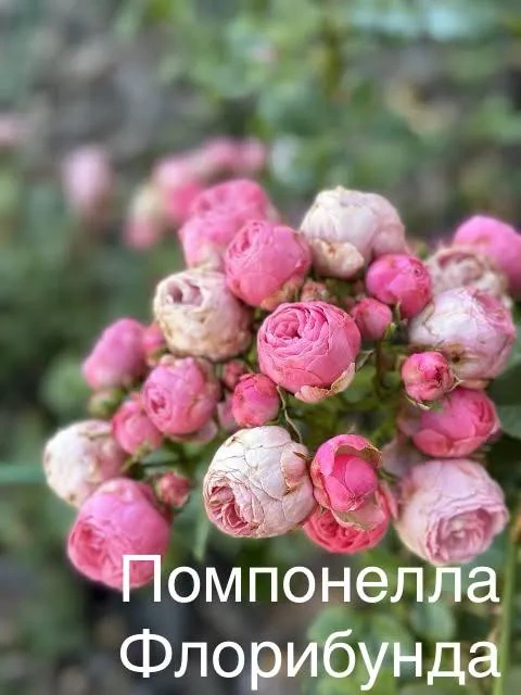 Роза Помпонелла Роза Помпонелла