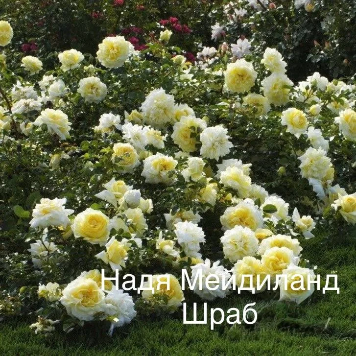 Роза Надя Мейланд (почвопокровная) Роза Надя Мейланд (почвопокровная)