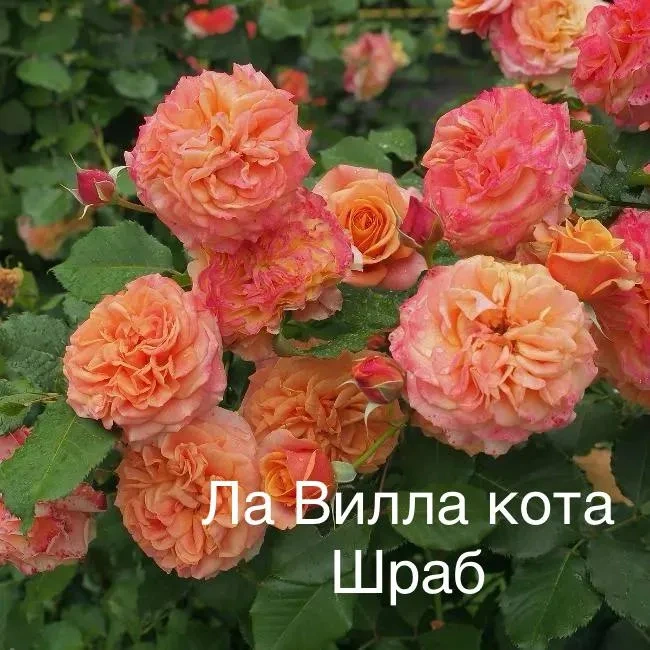 Роза Ла Вилла Кота Роза Ла Вилла Кота