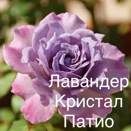 Роза Лавендер Роза Лавендер