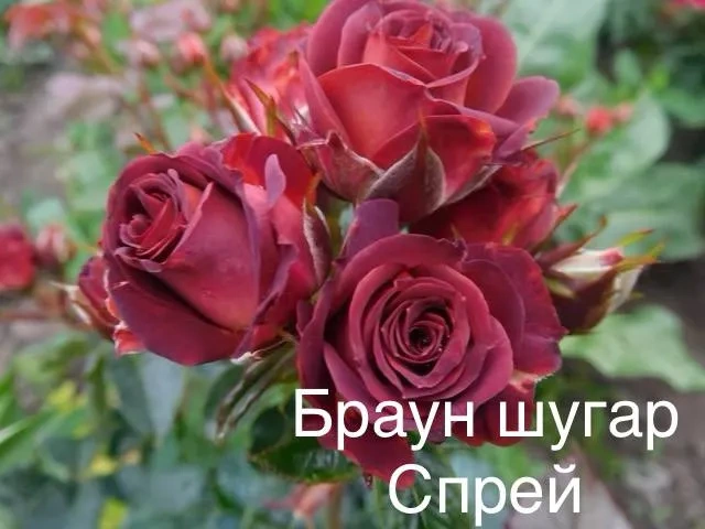 Роза Брауни шугар Роза Брауни шугар