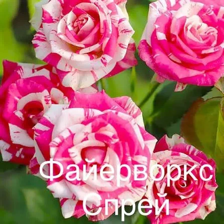 Роза Файер Воркс Роза Файер Воркс