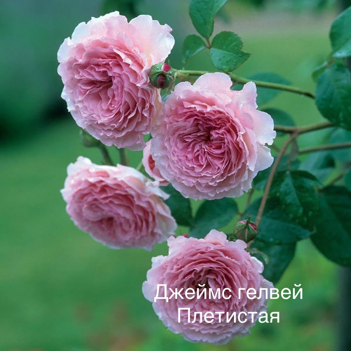 Роза Джеймс Галвей Роза Джеймс Галвей
