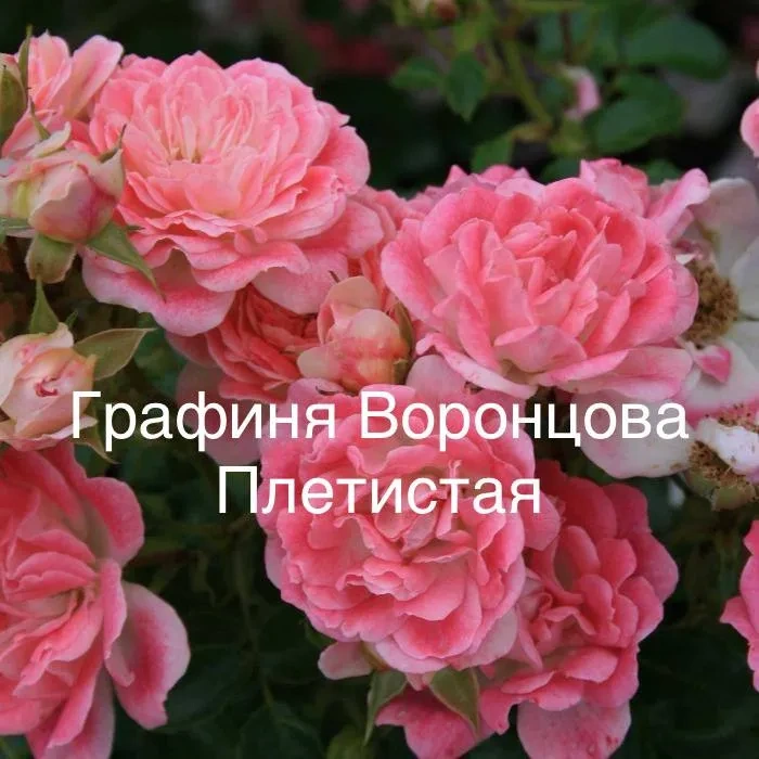 Роза Графиня Воронцова Роза Графиня Воронцова