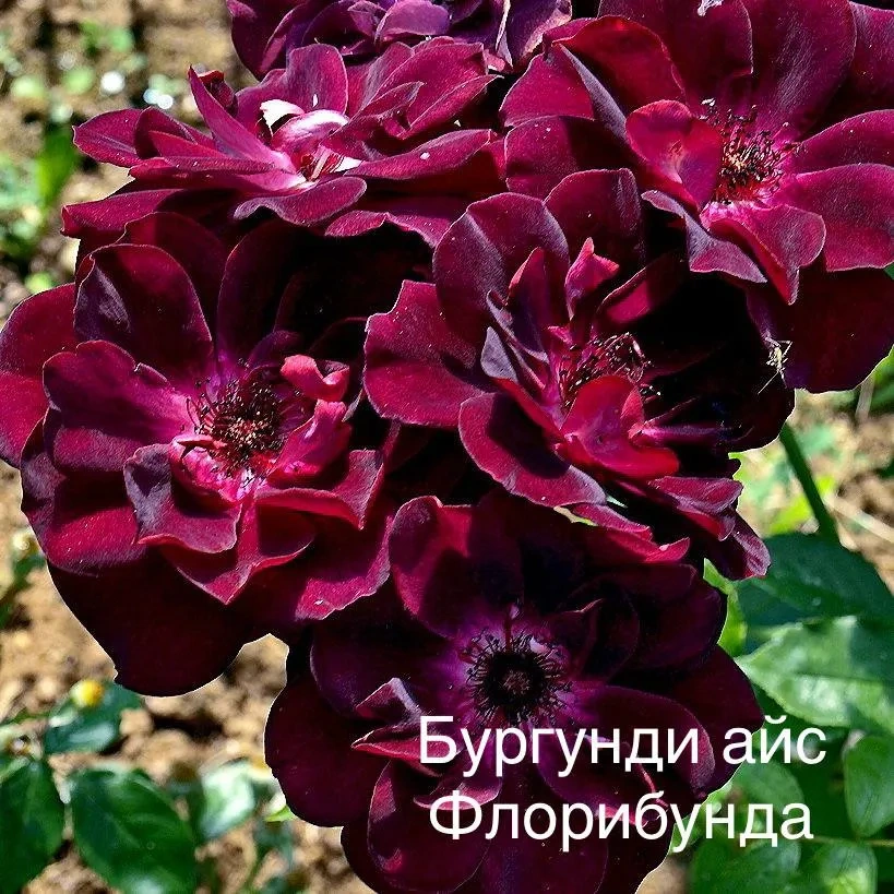 Роза Бургунди Айс Роза Бургунди Айс