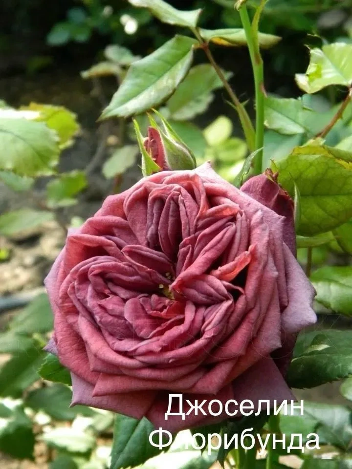 Роза Джоселин Роза Джоселин