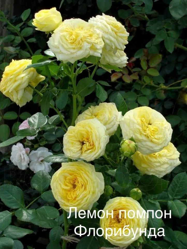Роза Лимон Помпон Роза Лимон Помпон