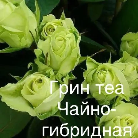 Роза Грин Теа Роза Грин Теа
