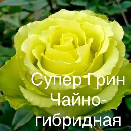 Роза Супер Грин Роза Супер Грин