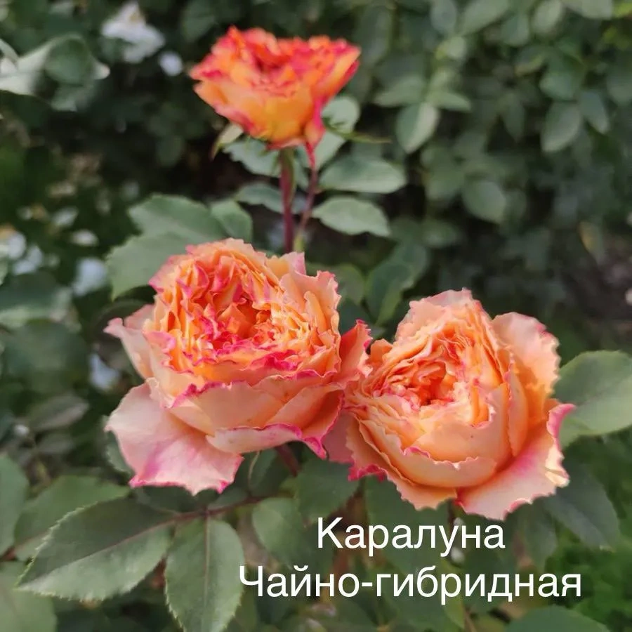 Роза Каралуна Роза Каралуна
